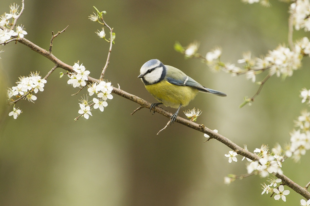 Groene dorpsranden in Zaltbommel: help mee als vrijwilliger of grondeigenaar